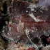 scorpionfish_leaf_mr_h_0059_yap0064.jpg